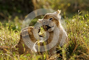 Lion cubs playing