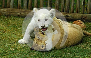 Lion cubs playing photo
