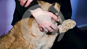 Lion cubs playing