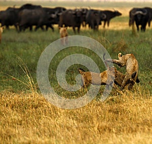 Lion Cubs playing