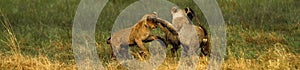 Lion Cubs playing