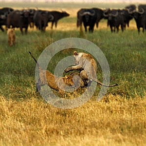 Lion Cubs playing