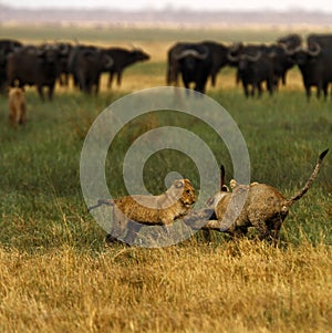 Lion Cubs playing