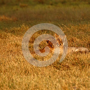 Lion Cubs playing