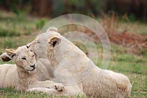 Lion Cubs playing