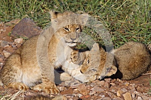 Lion cubs playing in early morning light