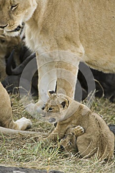 Lion cubs playing early morning Maasai mara, Kenya