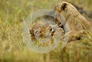 Lion cubs playing in the grasses of Masai Mara