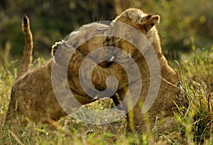 Lion cubs playing, Masai Mara