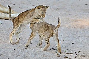 Lion cubs is playing on the sand