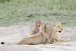 Lion cubs playing on the savanna,