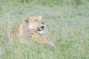 Lion cubs playing on the savanna,