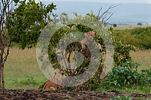 Lion cubs playing in a tree