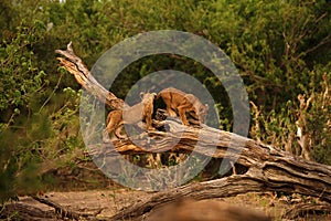 Lion Cubs Playtime