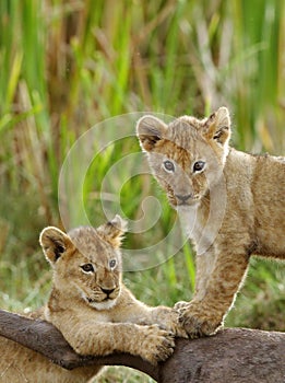 Lion cubs posing on the wildebeest carcass