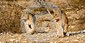 Lion cubs on the prowl