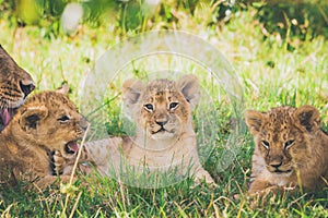 Lion cubs are relaxing in the bushes, lioness are washing her baby.