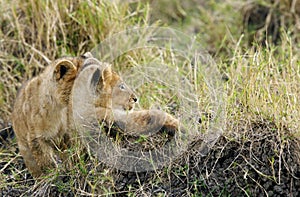 Lion cubs restin on grasses