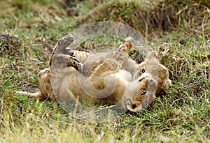 Lion cubs resting upside down