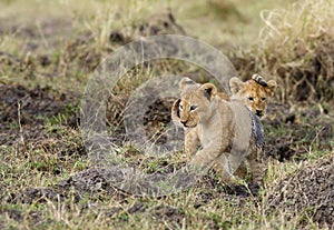 Lion cubs running after each other