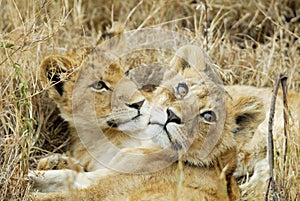 Lion cubs in the savannah, Serengeti National Park, Tanzania