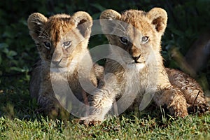 Lion cubs, Serengeti