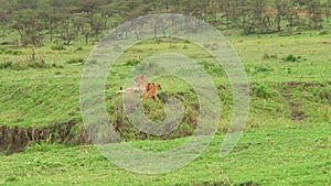 Lion cubs in the Serengeti