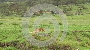 Lion cubs in the Serengeti