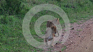 Lion cubs in the Serengeti