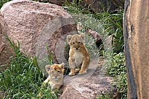 Lion, Cubs, Serengeti Plains, Tanzania, Africa