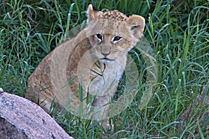 Lion, Cubs, Serengeti Plains, Tanzania, Africa