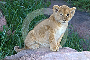 Lion, Cubs, Serengeti Plains, Tanzania, Africa