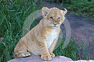 Lion, Cubs, Serengeti Plains, Tanzania, Africa