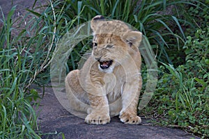 Lion, Cubs, Serengeti Plains, Tanzania, Africa