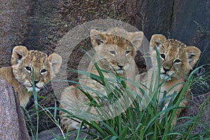 Lion, Cubs, Serengeti Plains, Tanzania, Africa