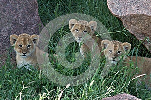 Lion, Cubs, Serengeti Plains, Tanzania, Africa