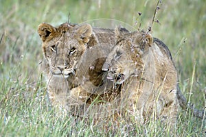 Lion cubs in Serengeti, Tanzania