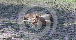 Lion cubs, Serengeti, Tanzania, 4K