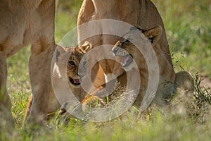 Lion cubs sit baring teeth by mothers