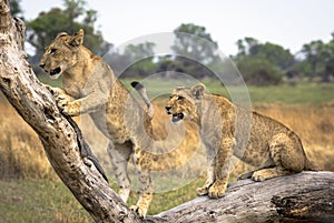 Lion cubs sitting on a fallen tree branch in Botswana Africa