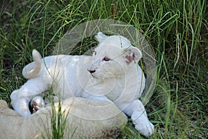 Lion Cubs