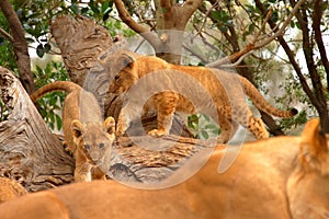 Lion cubs stalking mother