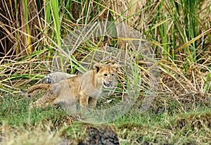 Lion cubs stretching