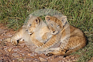 Lion cubs sunning in early morning light