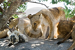 Lion cubs in Tanzania