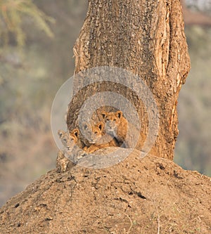 Lion cubs on termite mound