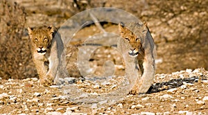 Lion cubs on their round