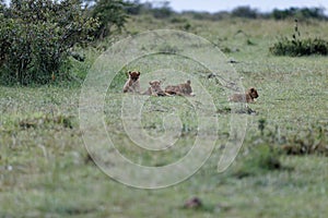 Lion cubs of the Topi Pride play in Masai Mara, Kenya. Adorable little lion cubs play-fight