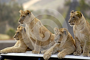 Lion cubs are waiting for their mom and dad