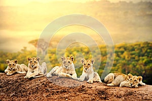 Lion cubs waiting together.